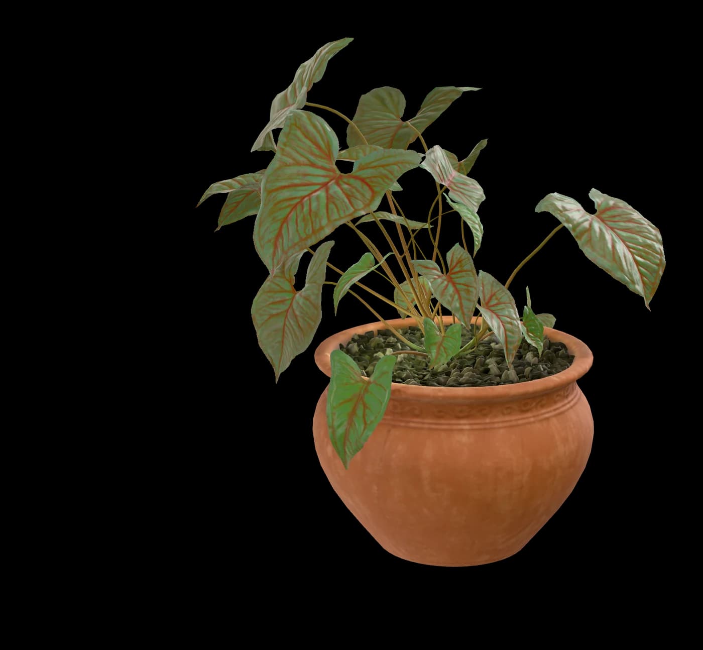 Caladium in Terracotta